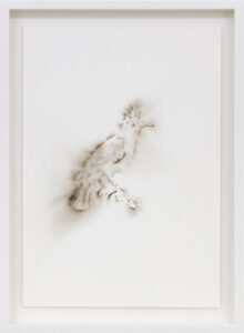 Roman Moriceau
Fregilupus Varius
fumée sur papier
37.5 x 27 cm
2021
unique

Courtesy: Roman Moriceau - Archiraar Gallery
Crédit: Shivadas De Schrijver