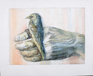 Iris Levasseur
Westernbluebird, 2017/2024
Aquarelle et pierre noire sur papier
21,8 x 26,5 cm
Courtesy Iris Levasseur et Galerie Antoine Dupin