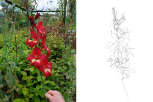 GLAÏEUL
De la Suite EDEN - Extraits de l’Herbier Numérique de Giverny (Giverny Digital Herbarium) 
Dessin réalisé dans le jardin de Claude Monet à Giverny  par enregistrement des mouvements oculaires avec un eyetracker connecté à un bras robotisé équipé d’un porte-mine graphite 
Crayon de papier
70 x 100 cm
2025 
Courtesy : Galerie Wagner
© Michel Paysant