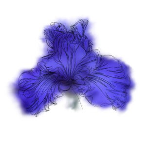 IRIS Majorelle
2025
De la Suite EDEN  - Extraits de l’Herbier Numérique de Giverny (Giverny Digital Herbarium) 
Dessin réalisé dans le jardin de Claude Monet à Giverny  par enregistrement des mouvements oculaires avec un eyetracker connecté à un bras robotisé équipé d’un porte-mine graphite 
Crayon de papier sur tirage pigmentaire couleur (fond d’aquarelle digitale) 
70 x 100 cm
2025 
Courtesy : Galerie Wagner
© Michel Paysant